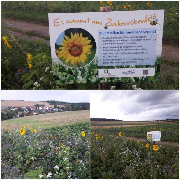 Es summt am Zuckerrübenfeld